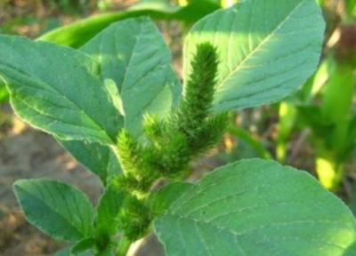 معرفی تاج خروسی وحشی و خواص درمانی آن