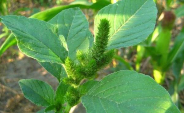 معرفی تاج خروسی وحشی و خواص درمانی آن