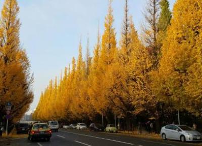 خیابان جینگو در توکیو، ژاپن