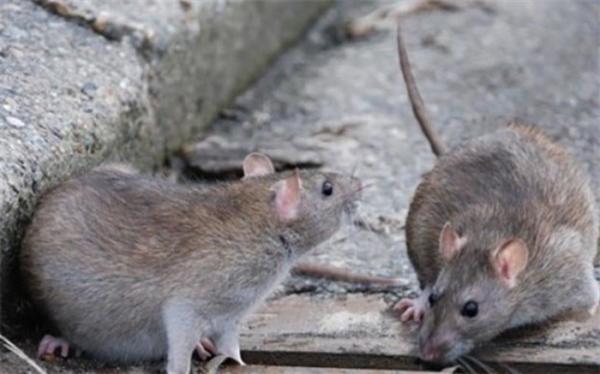 سویه های نو کرونا موش ها را آلوده می نماید